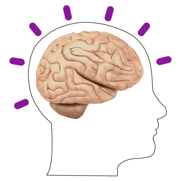 head with lines comes from it showing the brain