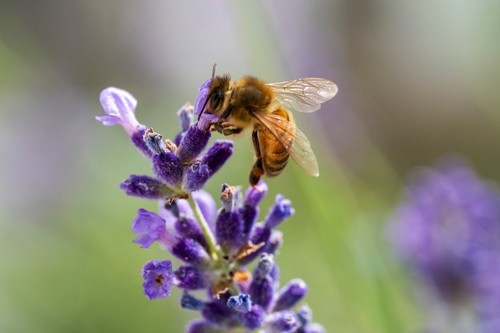 Bee and lavendar close up.jpg