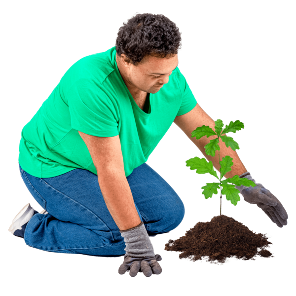 Someone planting a tree